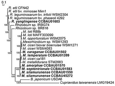 Evolutionarily Conserved nodE, nodO, T1SS, and Hydrogenase System in Rhizobia of Astragalus membranaceus and Caragana intermedia
